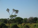 14168 Giraffe having breakfast.jpg